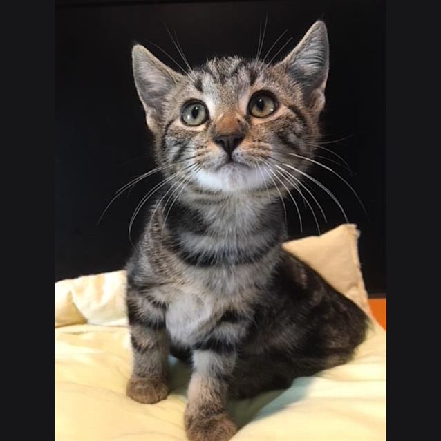 Photo of Perdita