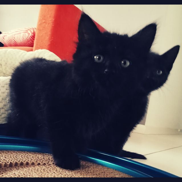 Photo of Penelope (Pussycat)