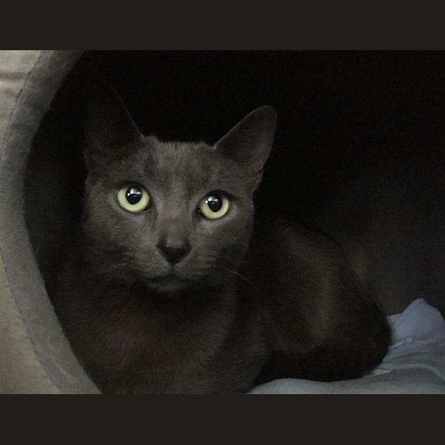 Photo of Juniper