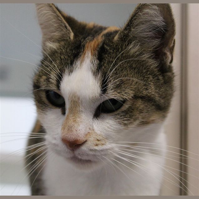 Photo of Clementine
