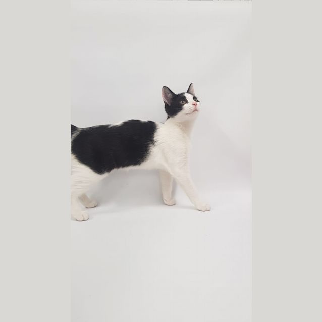 Photo of Pepper