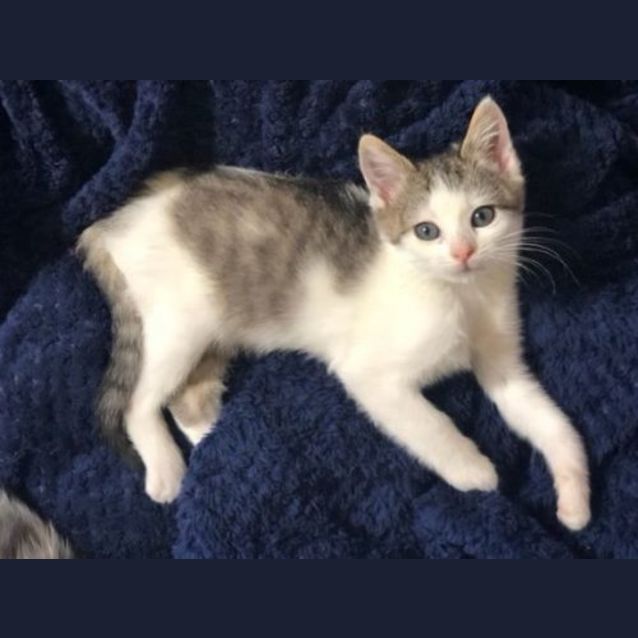 Photo of Julietta
