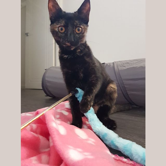 Photo of Midna 