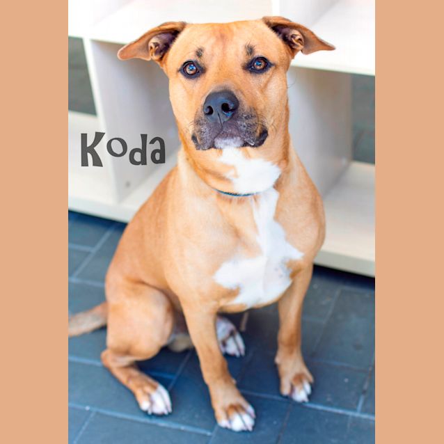 Photo of Koda