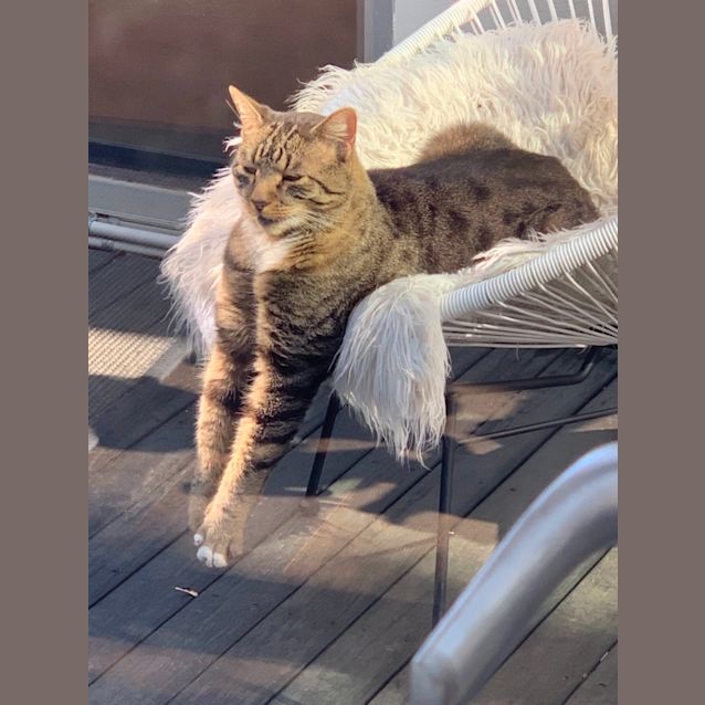 Photo of Mouse 