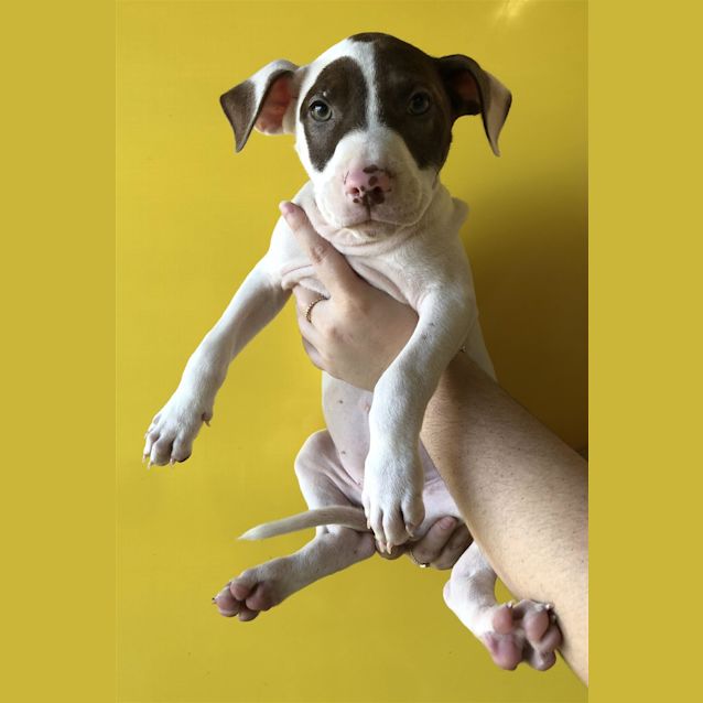 Photo of Minh (Turbo)