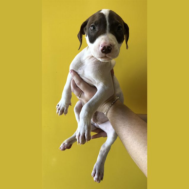 Photo of Dexter