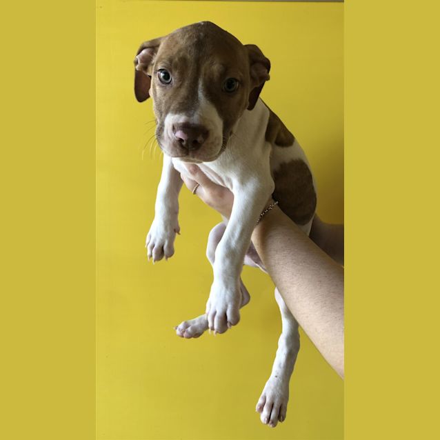 Photo of Barkley
