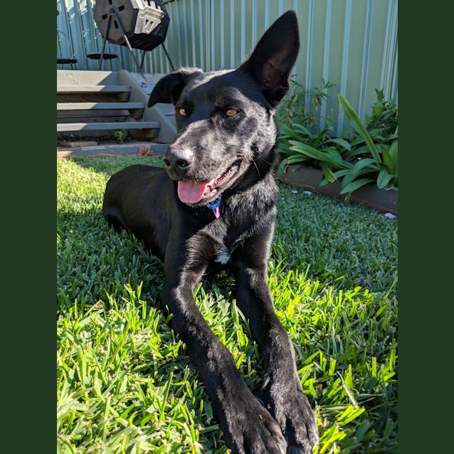 Photo of Cobber ~ Labrador X Kelpie (On Trial 3/6/19)