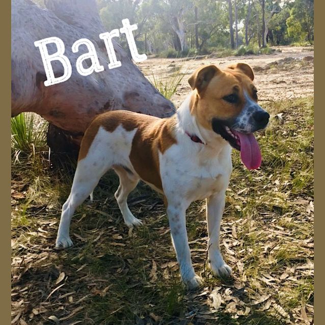 Photo of Bart
