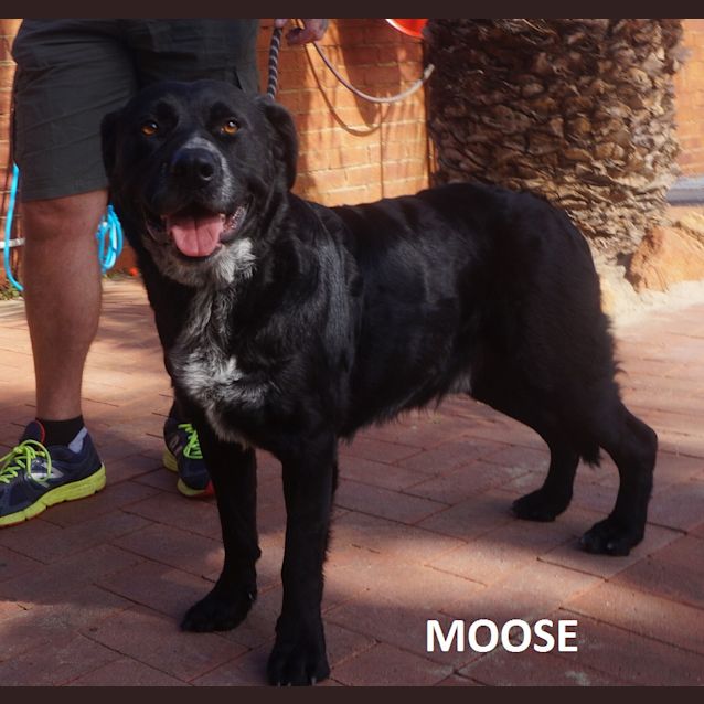 Photo of Moose