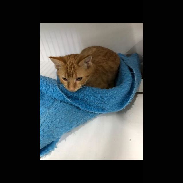 Photo of Pumpkin