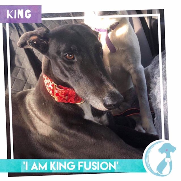 Photo of King