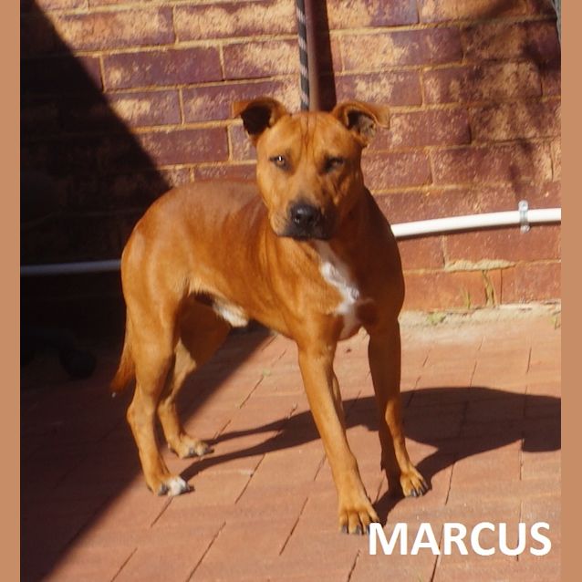 Photo of Marcus