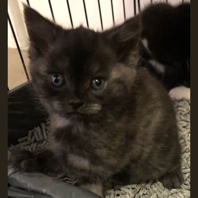 Photo of Shadow