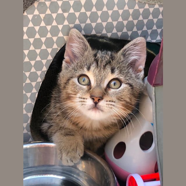 Photo of Stanley Marshmallow