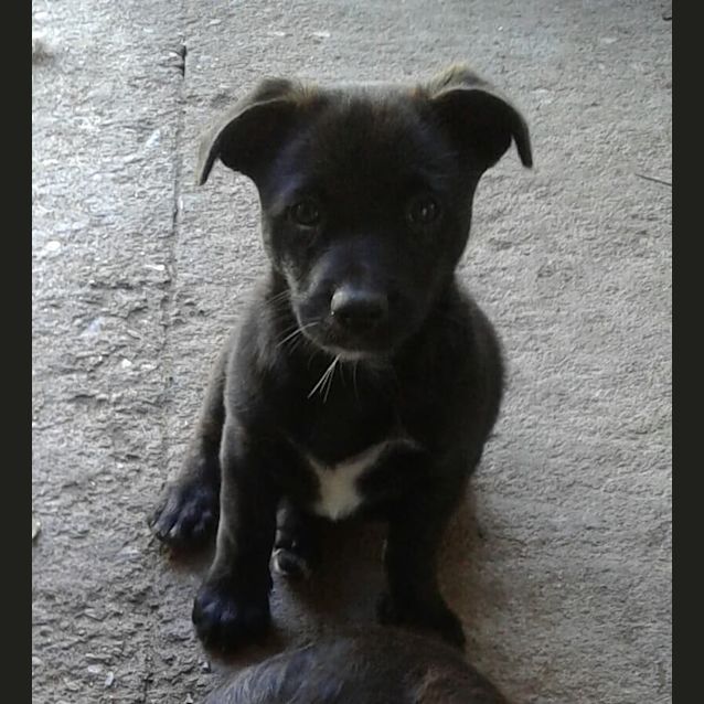 Photo of Smudge (Adoption Pending)