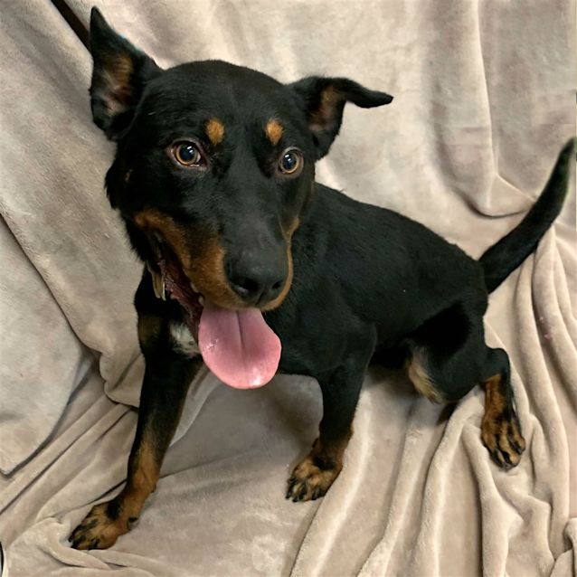 Photo of Cooper
