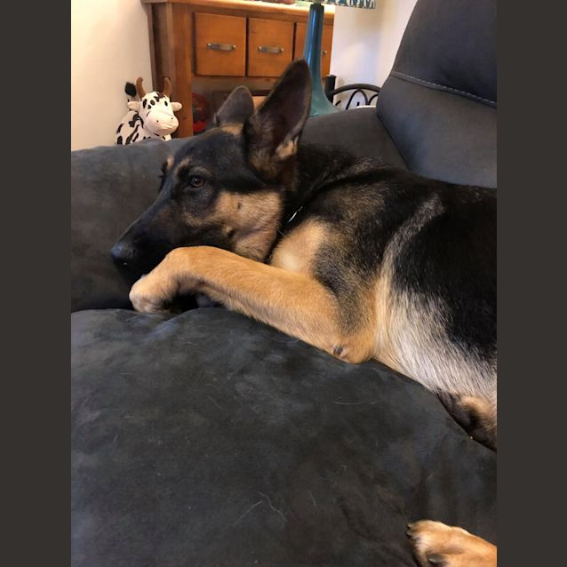 Photo of Callie