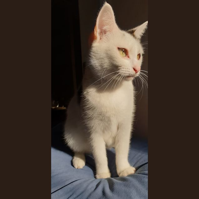 Photo of Josephine ^^Dandy Cat Rescue^^