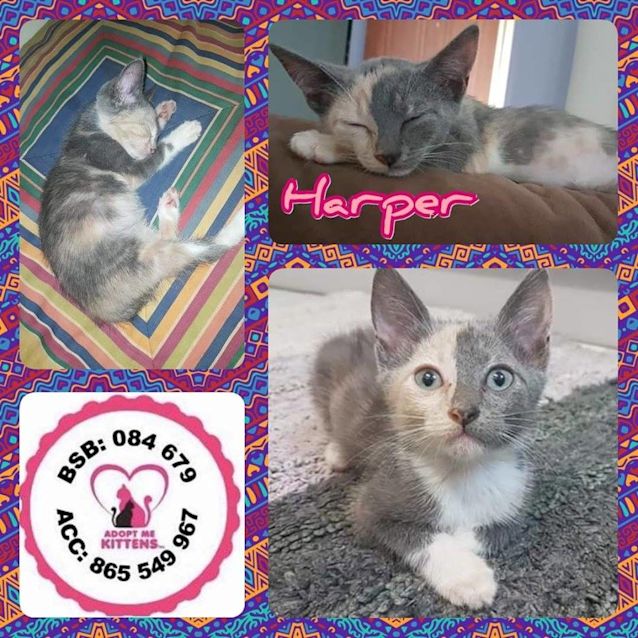 Photo of Harper