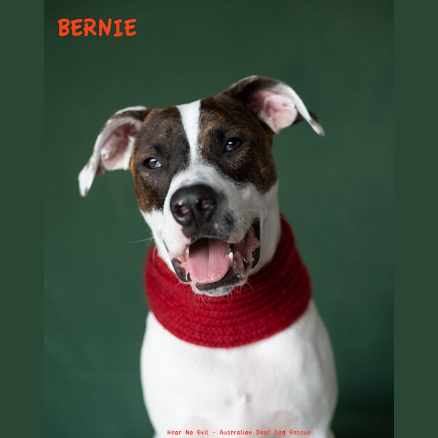 Photo of Bernie