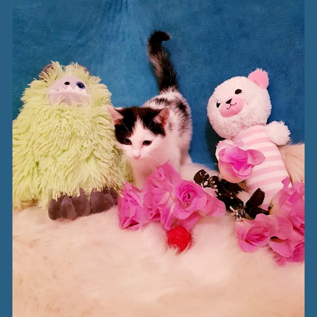 Photo of Moo Moo