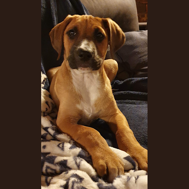 Photo of Nova 