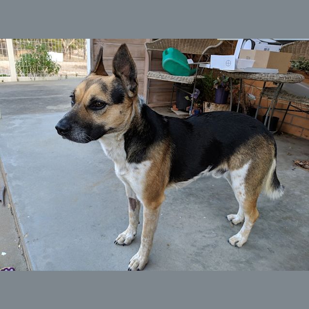 Photo of Bubba  ** On Trial **