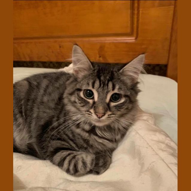 Photo of Rescue Kitten   Dusky