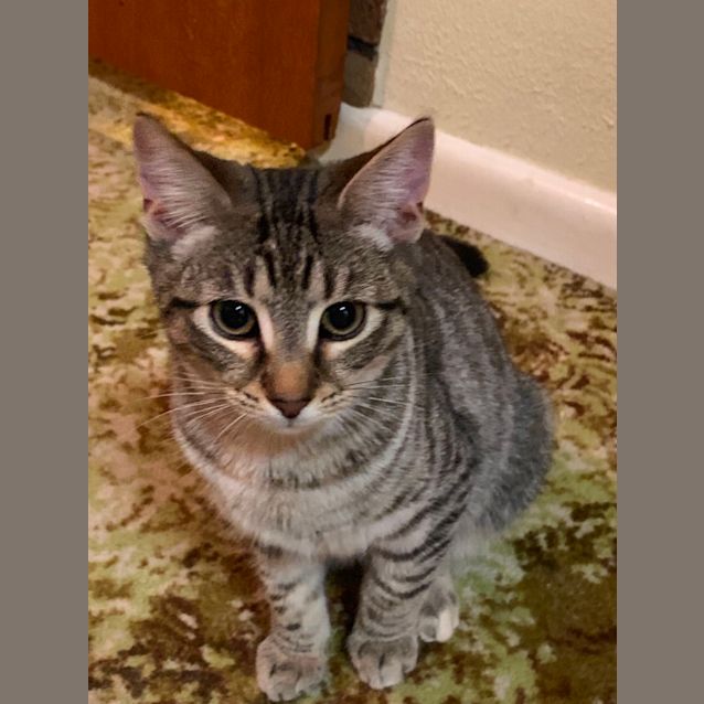 Photo of Rescue Kitten   Emmi