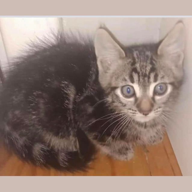 Photo of Rescue Kitten   Spike