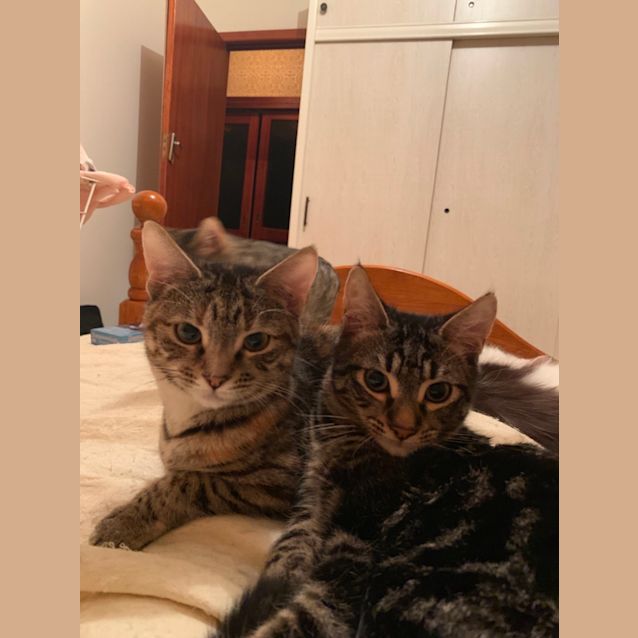 Photo of Rescue Kitten   Milly