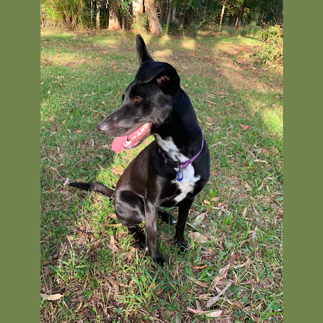 Photo of Sassy ~ German Shepherd X (On Trial 2 6 2019)