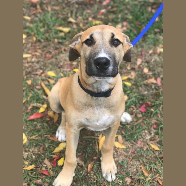 Photo of Scout