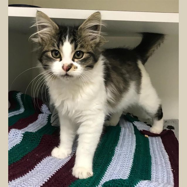 Photo of Pip