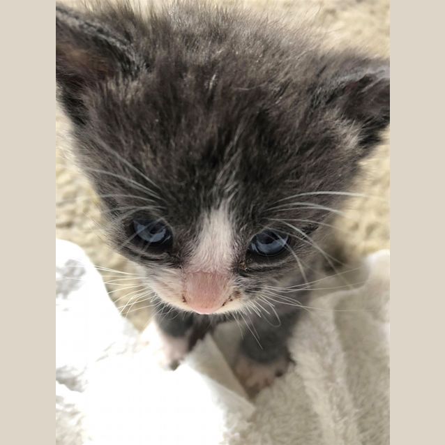 Photo of Hawkeye/Tom