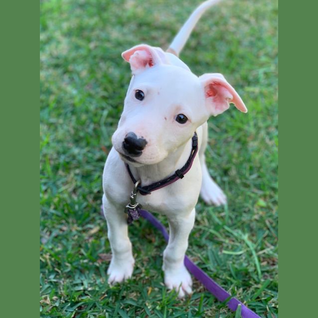 Photo of Doli 🦄