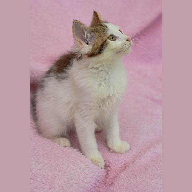 Photo of Clementine 