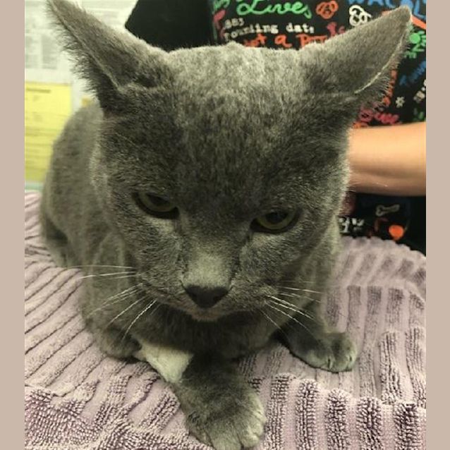 Photo of Hercules