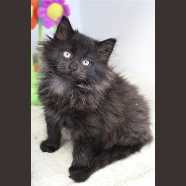 Photo of Crackle
