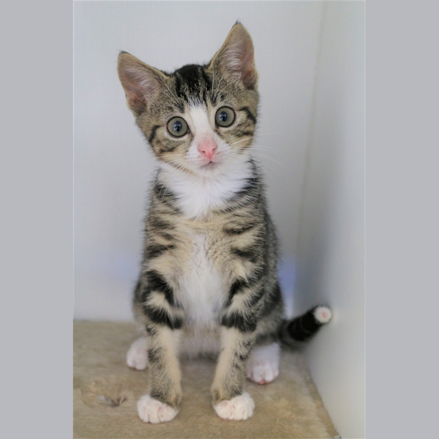 Photo of Gizmo