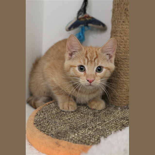 Photo of Ging