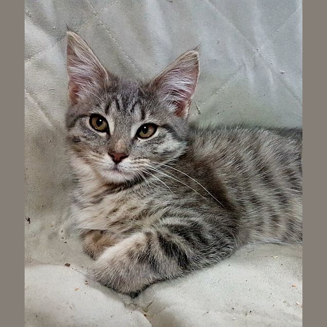 Photo of Millie
