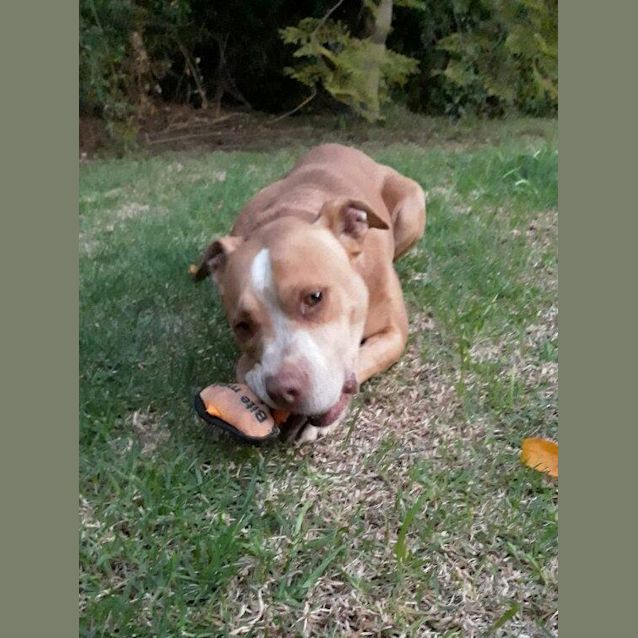 Photo of **On Trial** Nige