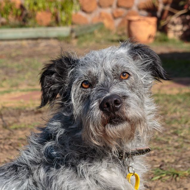 Photo of Bluey D0025