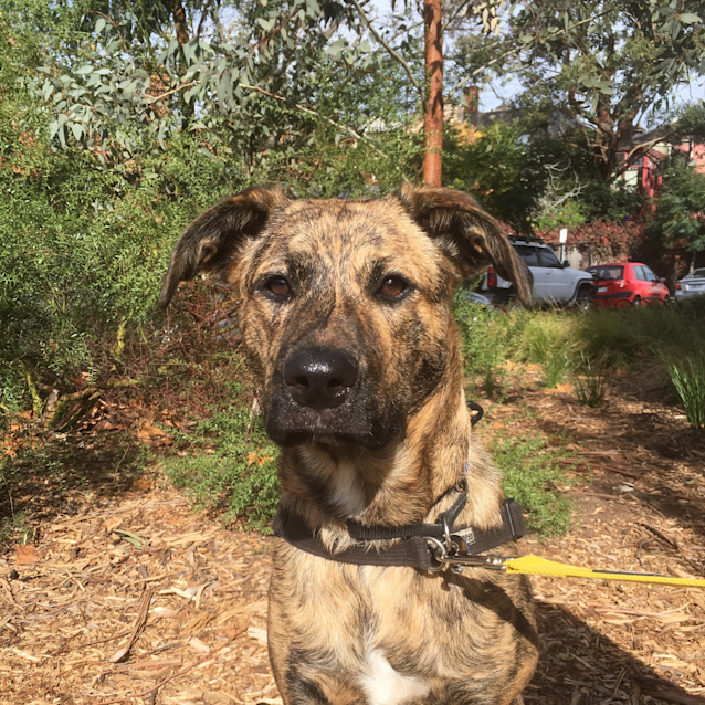 Photo of Indy