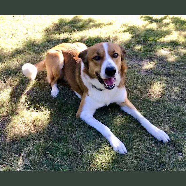 Photo of Toby