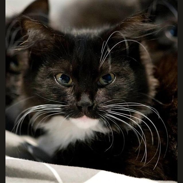 Photo of Felicia
