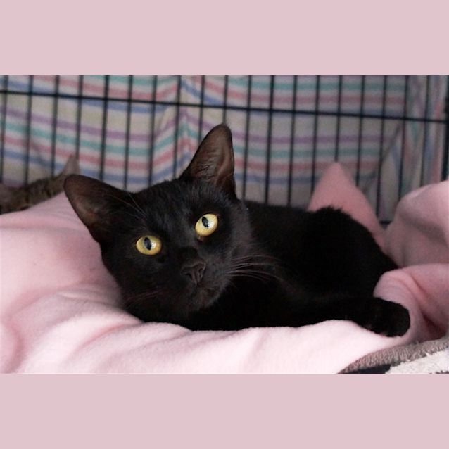 Photo of Midnight